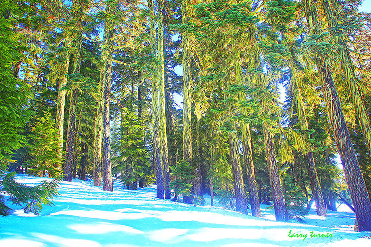 Willamette lichen trees